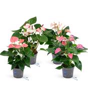 Anthurium 'Karma Pink' Mix 12cm Pot image