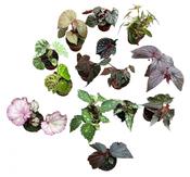 Begonia rex Special / Exclusive Mix 8cm Pot image
