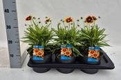 Coreopsis Mix 17cm Pot image