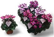 Cyclamen persicum 'Petticoat' Mix 10.5cm Pot image