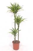 Dracaena fragrans 'Lemon Lime' 24cm Pot, Height 140cm image