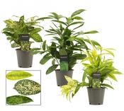 Dracaena Mix in 12cm Pot, Height 35cm image
