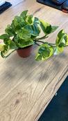 Epipremnum (Scindapsus) 'Lemon Joy' in 8.5cm Pot image