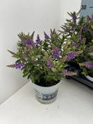 Hebe 'All Blooms' Purple 10.5cm Pot image