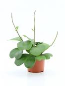 Hoya kerrii Double Leaf (Sweetheart / Valentine Plant) in 12cm Pot image
