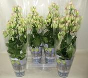 Kalanchoe 'Magic Bells' 14cm Pot image