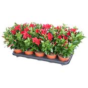 Mandevilla 'Rio' Red (Brazilian Jasmine) 12cm Pot image