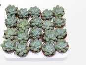 Pachyphytum cuicatecanum 5.5cm Pot image