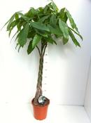 Pachira aquatica (Money Tree) with Braided Stem in 24cm Pot, Height 140cm image