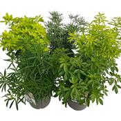 Choisya (Mexican Orange Blossom) Mix 5 Litre Pot image