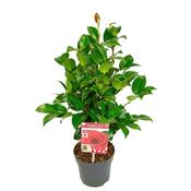 Camellia reticulata 'Black Lace' 1.5 Litre Pot image
