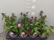 Phlox paniculata 'Blue Paradise' 13cm Pot image