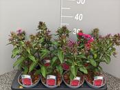 Phlox paniculata 'Starfire' 13cm Pot image