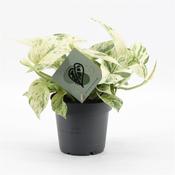 Epipremnum aureum (Scindapsus) 'Snow Leopard' in 12cm Pot image