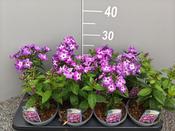 Phlox paniculata 'Laura' 13cm Pot image
