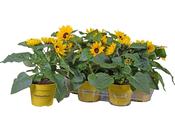 Helianthus 'Sunray Yellow' (Sunflower) in 15cm Pot image