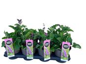 Salvia verticillata 'Purple Rain' 14cm Pot image