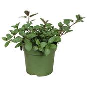 Mentha spicata 'Hugo' (Cocktail Mint) 14cm Pot image