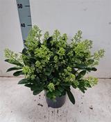 Skimmia japonica 'Finchy' 2 Litre Pot image