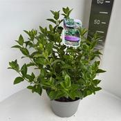 Viburnum tinus 5 Litre Pot image