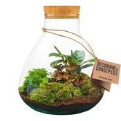 Decorum Terrarium Arrangement in 22cm Glass Pot, Height 27cm, 3 Plants image