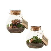 Decorum Terrarium Arrangement in 16cm Glass Pot, Height 19cm, 1 Plant image