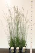 Molinia caerulea 'Heidebraut' (Purple Moor Grass) 2 Litre Pot image