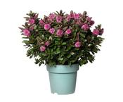 Hebe Addenda 'Vinoa Pink' 13cm Pot image