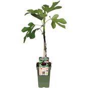 Ficus carica 'Gustissimo Perretta' (Fig Tree) 3 Litre Pot image