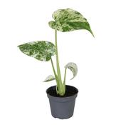 Monstera deliciosa 'Mint Variegated' 12cm Pot image