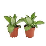 Kalanchoe daigremontiana (Mother of Thousands) 12cm Pot image