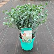 Eucalyptus gunnii 'Azura' (Dwarf Cider Gum) 3L Pot