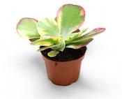 Kalanchoe thyrsiflora 'Variegata' (Variegated Paddle Plant) 12cm Pot image