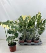 Monstera 'Thai Constellation' 17cm Pot, Height 45cm image