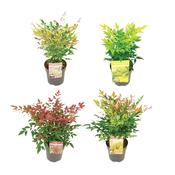 Nandina (Heavenly Bamboo) Mix 1.5 Litre Pot image