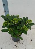 Skimmia japonica 'Veitchii' 3 Litre Pot image