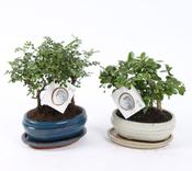 Bonsai Mix in 16cm Ceramic Pot With Saucer, Height 20-25cm A1163001 image