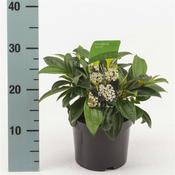 Viburnum davidii 2 Litre Pot image