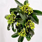 Skimmia japonica subsp. reevesiana 1.5 Litre Pot image