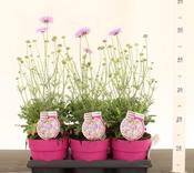 Scabiosa columbaria 'Flutter Deep Blue' (Pincushion Flower) 1.5 Litre Pot image