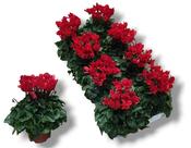 Cyclamen persicum 'Super Serie' Red 10.5cm Pot image