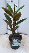 Magnolia grandiflora 'Little Gem' 2 Litre Pot image