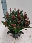 Skimmia japonica 'Rubella' 1.5 Litre Pot image
