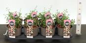 Erigeron karvinskianus / Profusion (Mexican Fleabane) 14cm Pot image