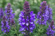 Salvia nemorosa 'Blue Marvel' 2 Litre Pot image