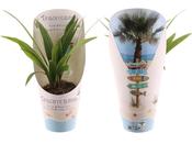 Trachycarpus fortunei (Windmill Palm) 10.5cm Pot, Height 30cm image