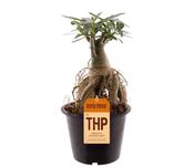 Adenium obesum (Desert Rose) in 19cm Pot, Height 30cm image