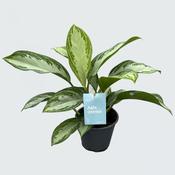 Aglaonema 'Silver Bay' 14cm Pot, Height 40cm image