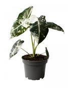 Alocasia 'Frydek' Variegata (Variegated) 12cm Pot image