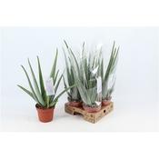 Aloe vera Plant 14cm Pot, Height 50cm image
